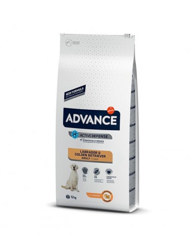 Advance Labrador e Golden Retriever